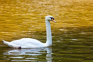 《虫子快餐店》本月内登陆Steam 同步上线XGP